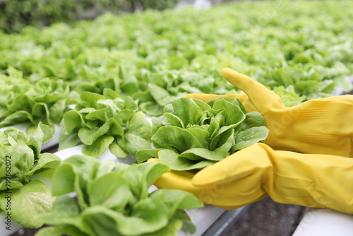 Field lettuce farm salad fresh garden.Plant organic green food in greenhouse ,Farmers hands holding fresh vegetables