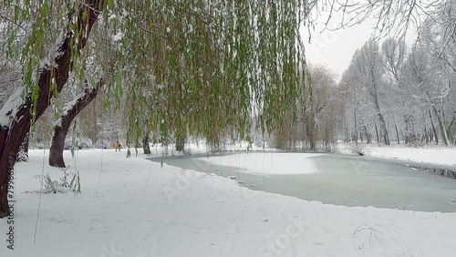 Snowfall in city park. Green willow trees covered by fresh snow in Topilche Park, Ternopil, Ukraine, Europe. Calm witer scene of city park with frozen lake. 4K video (Ultra High Definition). photo