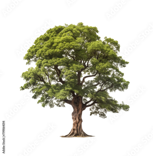 Majestic solitary oak tree with lush green foliage against a clear transparent background  symbolizing strength and growth. Generative AI