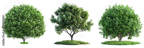 Set of A bright branched green park bush  tree on a transparent background