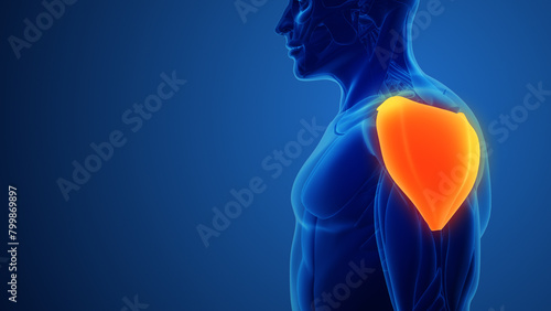 Deltoid Muscles with blue background photo