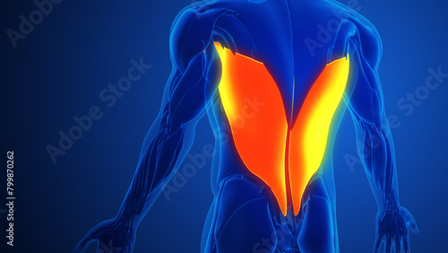 Latissimus Dorsi Muscles with blue background photo