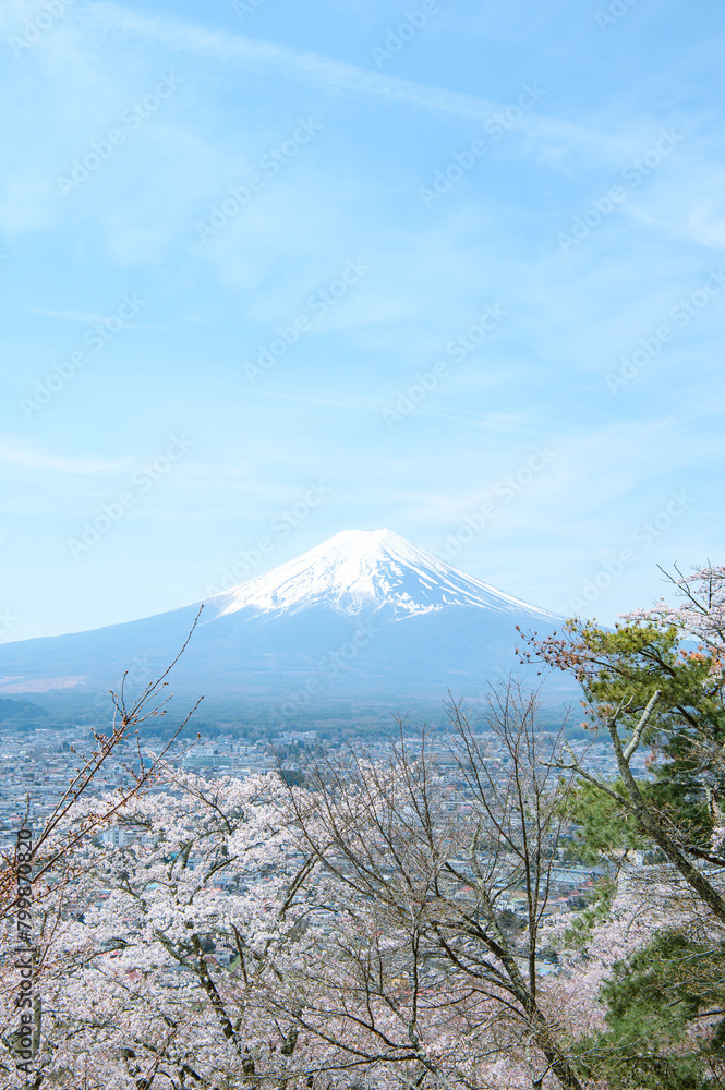 富士山と桜 富士山と桜