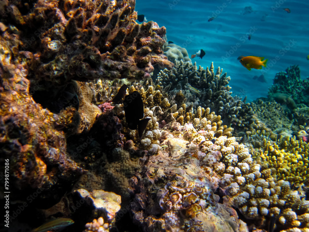 Obraz premium Beautiful coral reef with its inhabitants in the Red Sea