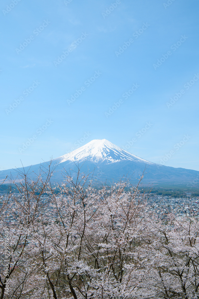 Obraz premium 富士山と桜
