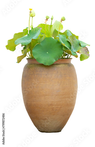 Lotus flowers in a large brown clay pot Aquatic plants in pots for decorating your home and garden for beauty.