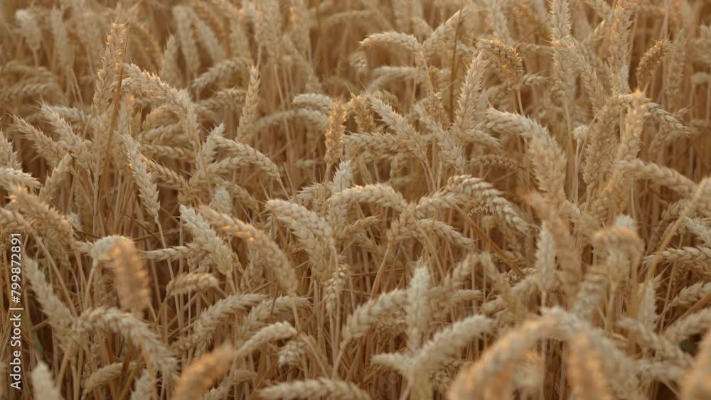 Golden wheat field sunny day during beautiful summer, nature background with ripe grain crops. Work in agronomic farm for making business and production organic eco bio food Golden wheat field sunny day during beautiful summer, nature background with ripe grain crops. Work in agronomic farm for making business and production organic eco bio food