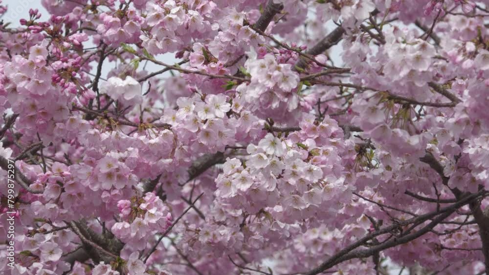 おかめ桜 神奈川県秦野市戸川公園 Okame cherry blossoms in japan. おかめ桜 神奈川県秦野市戸川公園 Okame cherry blossoms in japan.