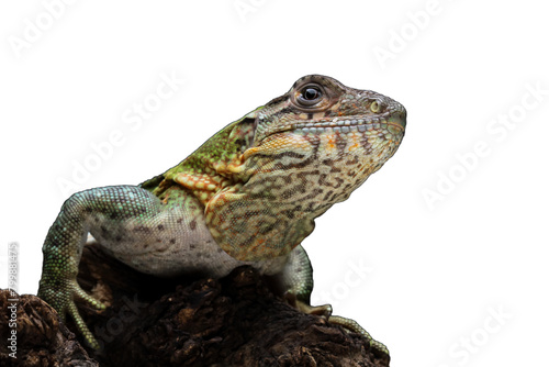 Ctenosaura similis lizard isolated on white  beautiful lizard skin