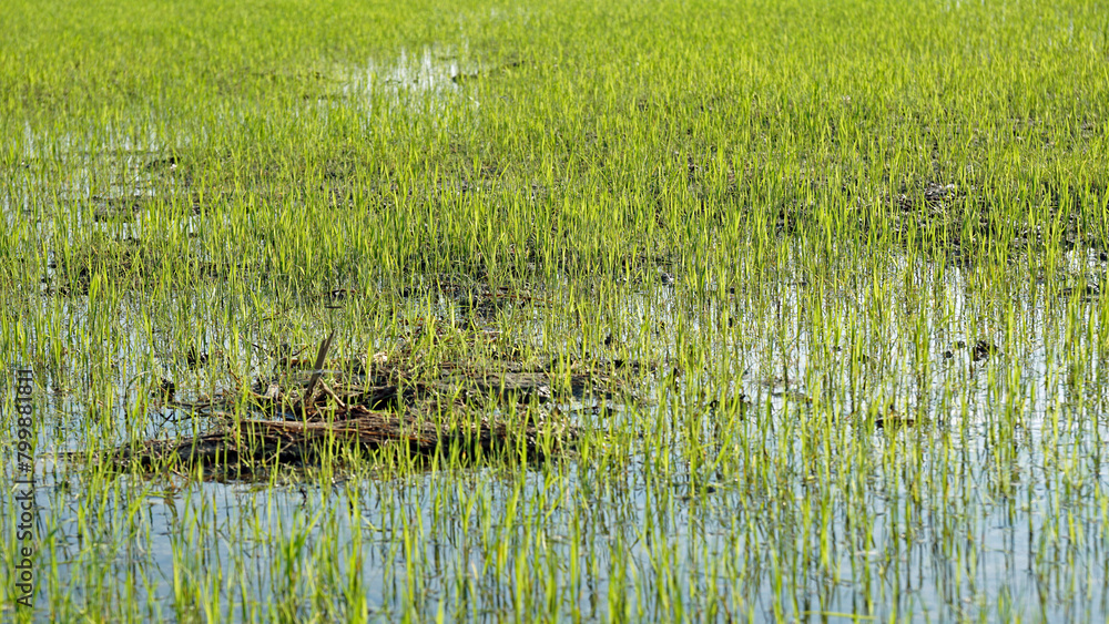scenic view over rice field in cambodia scenic view over rice field in cambodia