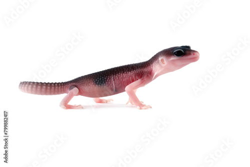 baby leopard gecko lizard isolated on white  eublepharis macularius