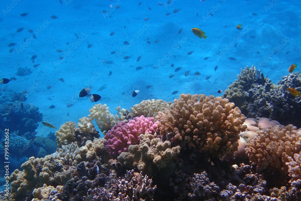 Fototapeta premium color life under red sea