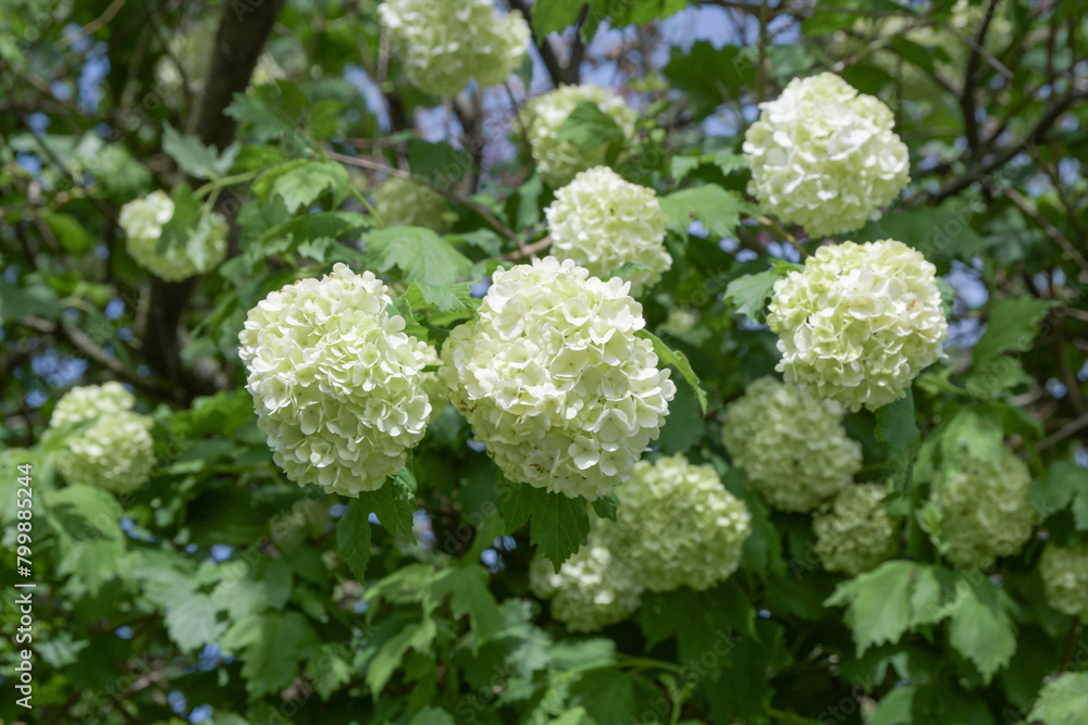 Viburnum Boule de Neige flowers Spring Background Beautiful tree branch Viburnum Boule de Neige flowers Spring Background Beautiful tree branch