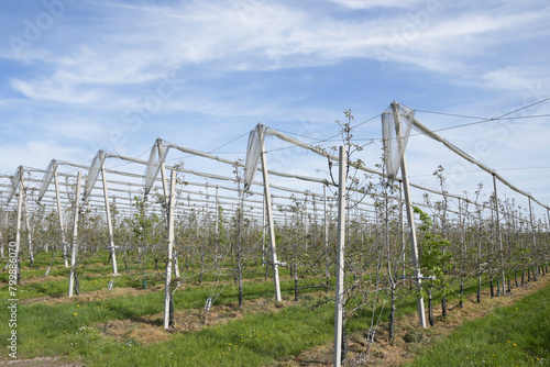 Protective posts with mesh to protect fruit trees from birds and large insects
