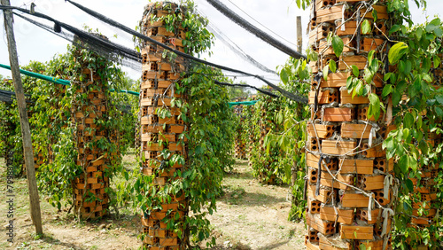 Принти на полотні pepper plant near kampot in cambodia