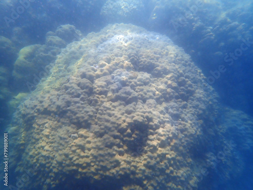 colorful coral reef at koh samt island