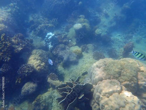 coral reef with fish at koh samet photo