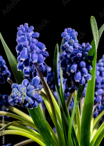 Blooming Muscari Alida flowers on a black background