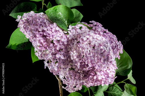 Blooming Pink flowers of Common lilac on a black background