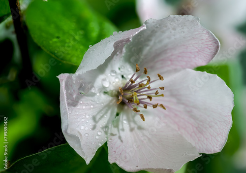 Blooming Quince tree flowers on a green background