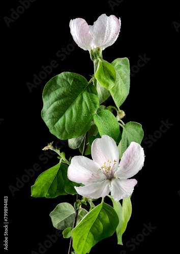 Blooming Quince tree flowers on a black background