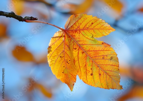 Vibrant Autumn Sycamore Leaf on Blurred Blue Sky Background