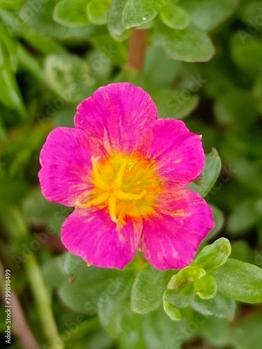 Selective focus of a pink Moss rose purslane or Japanese rose flower in the garden with blurry background 