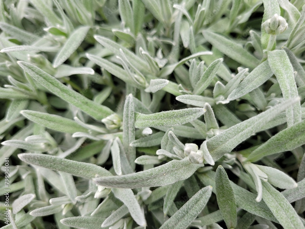 Green Nature Background. Close up of Fresh Spring Grass. Evergreen plant backdrop. Horizontal photo can used web banner, postcard, greeting card cover print. Green Nature Background. Close up of Fresh Spring Grass. Evergreen plant backdrop. Horizontal photo can used web banner, postcard, greeting card cover print.