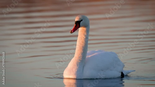 White Swan Floating on Lake, Birds Overwintering in Natural Habitat - Ornithology. White wild goose gracefully floats on river, overwintering cold season. Migration of animals to warmer climes. Fauna photo