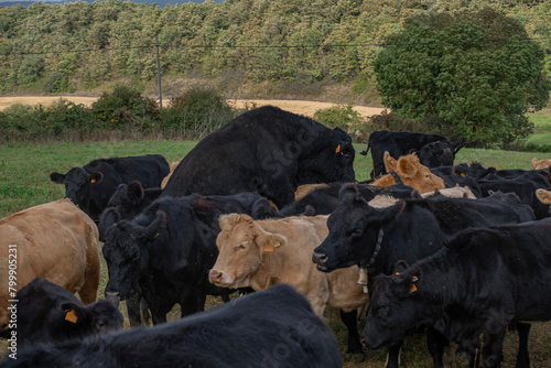 vacas en celo y toro cubriendolas, Bernedo, Alava, Pais Vasco, Spain