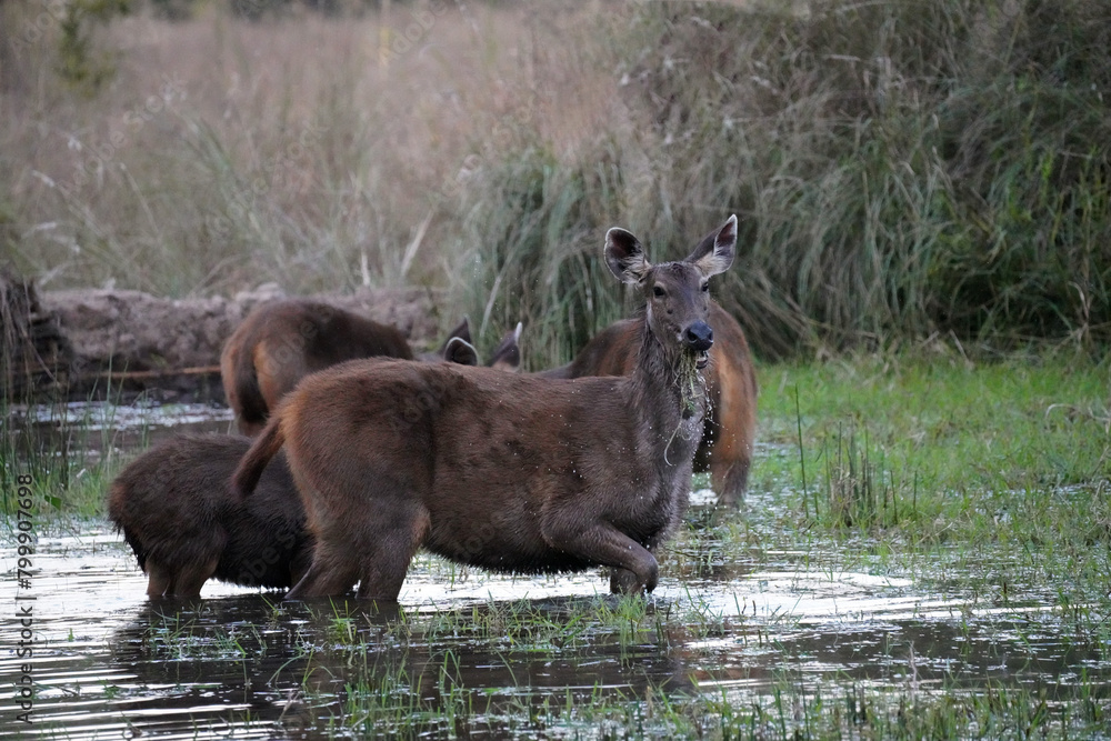 Cerf de Duvaucel, (Rucervus duvaucelii branderi) ou cerf des marais. Parc national de Bandhavgarh. Madhya Pradesh.Inde Cerf de Duvaucel, (Rucervus duvaucelii branderi) ou cerf des marais. Parc national de Bandhavgarh. Madhya Pradesh.Inde