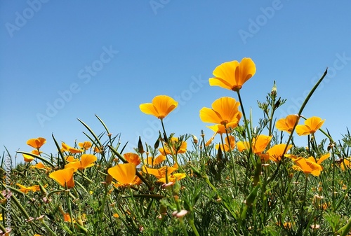 Beautiful poppies flowers bloom in low angle view against bright blue sky in Castaways Park Newport Beach California.