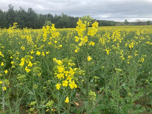 Yellow field planted with rapeseed