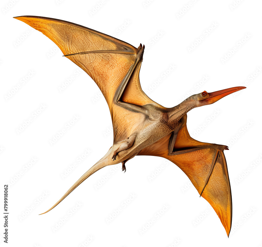 pteranodon dinosaur isolated on transparent background pteranodon dinosaur isolated on transparent background