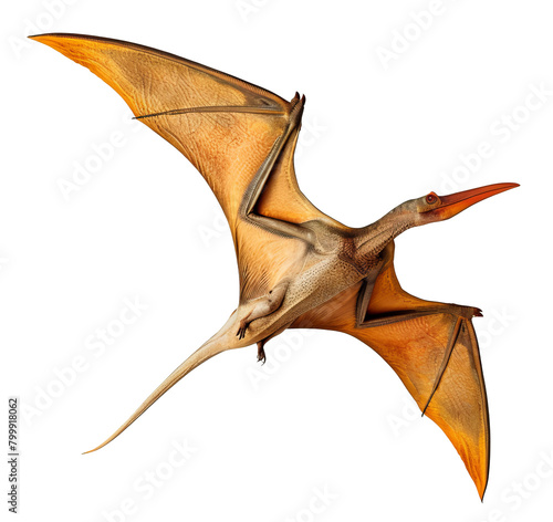Fototapeta Naklejka Na Ścianę i Meble -  pteranodon dinosaur isolated on transparent background