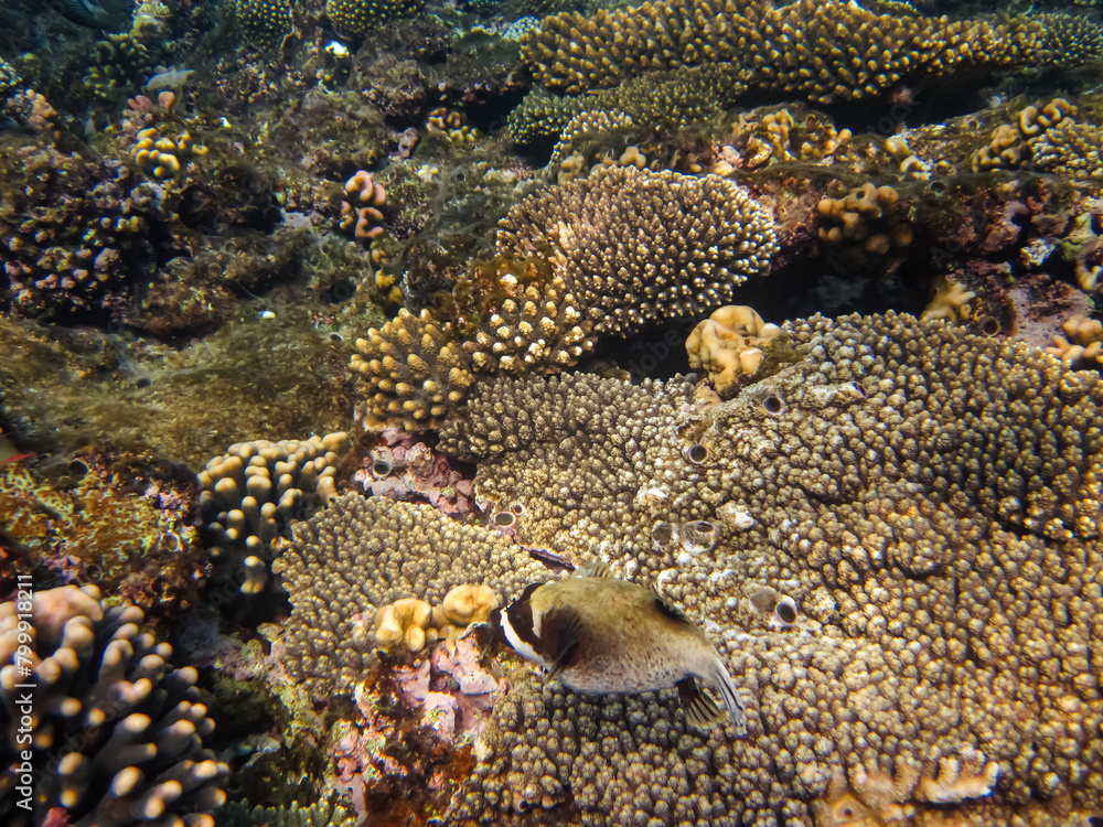 Fototapeta premium Bright fish in the expanses of the coral reef of the Red Sea