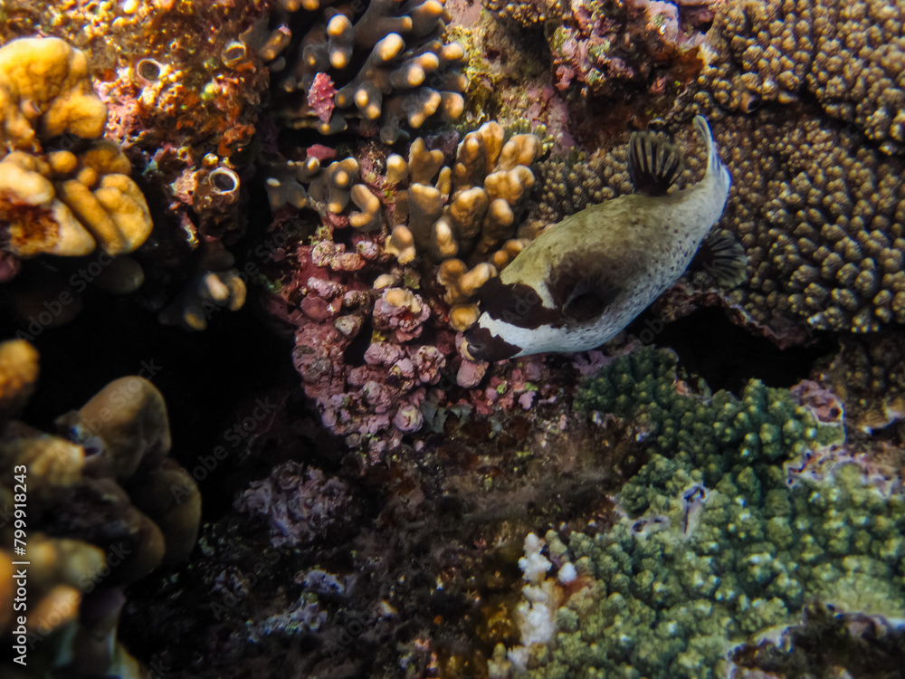 Obraz premium Bright fish in the expanses of the coral reef of the Red Sea
