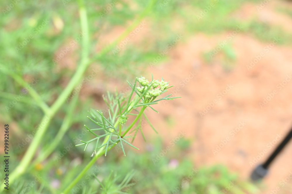 Dill flower or Anethum graveolens flower. yellow dill flower in vegetable garden. It is used to make food delicious. agricultural field. Dill flower or Anethum graveolens flower. yellow dill flower in vegetable garden. It is used to make food delicious. agricultural field.