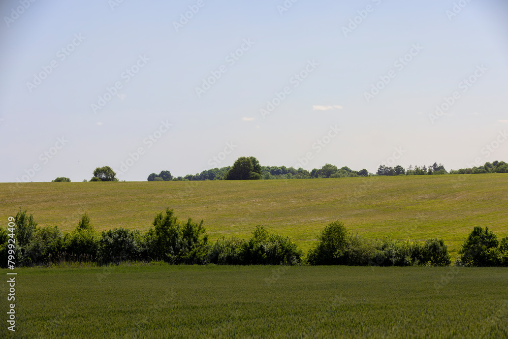 Fototapeta premium green ears of wheat during cultivation, unripe green wheat