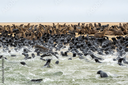 Cape Fur Seal (Arctocephalus pusillus) colony with a lot of 3 month old pubs resting and playing at pelican point near Walvis Bay in Namibia © henk bogaard