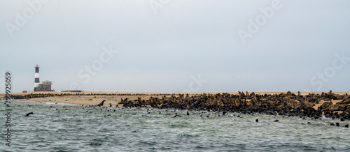 Cape Fur Seal (Arctocephalus pusillus) colony with a lot of 3 month old pubs resting and playing at pelican point near Walvis Bay in Namibia