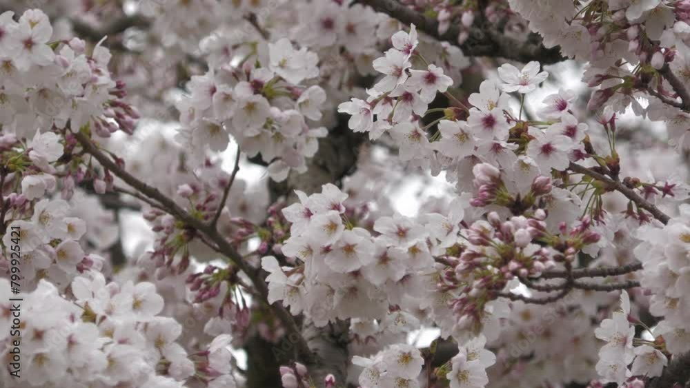 ソメイヨシノ桜 神奈川県伊勢原市総合運動公園 Someiyoshino cherry blossoms in japan. ソメイヨシノ桜 神奈川県伊勢原市総合運動公園 Someiyoshino cherry blossoms in japan.