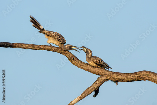 African grey hornbill (Lophoceros nasutus) males fighting in the first warm light of the day in Mahango National Park in the Caprivi Strip in Namibia