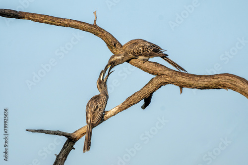 African grey hornbill (Lophoceros nasutus) males fighting in the first warm light of the day in Mahango National Park in the Caprivi Strip in Namibia