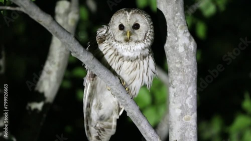 Ural Owl (Strix uralensis fuscescens) in Japan photo