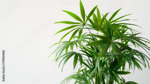 A potted palm plant against a clean white background  portraying simplicity and the beauty of indoor green spaces.