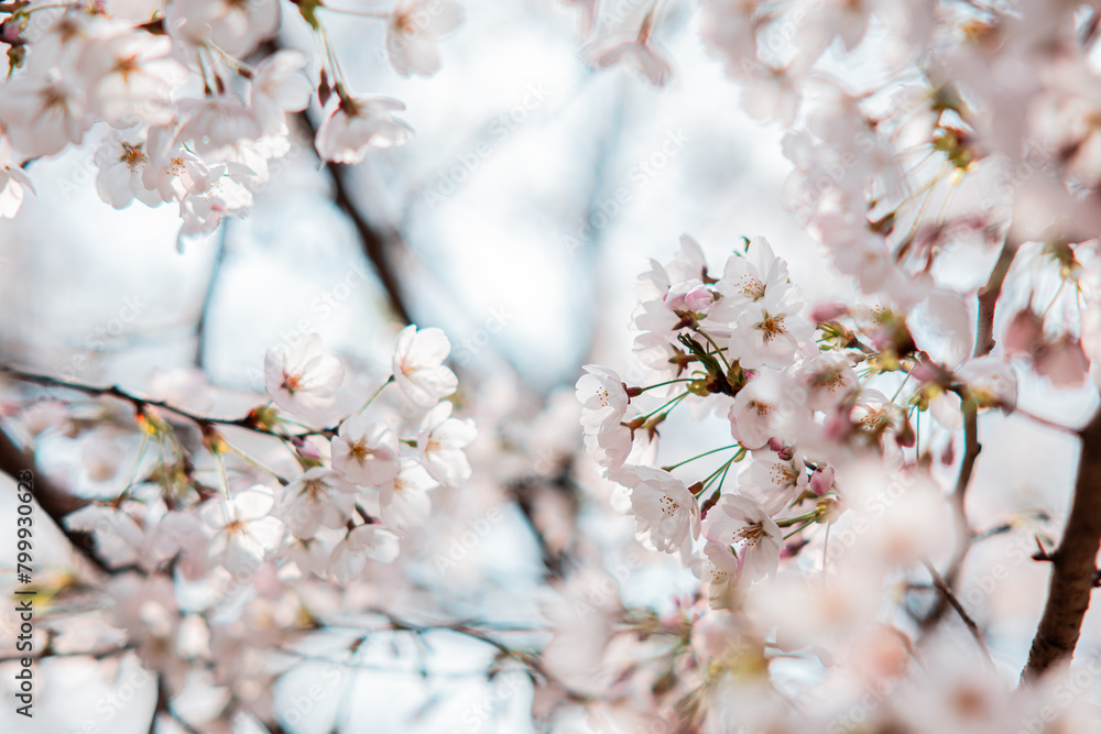 벚꽃 cherry blossom