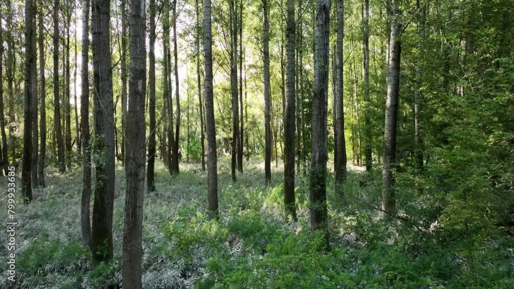 Aerial view of a tall birch tree forest in the Danube floodplain with grass after summer floods. Flying between trees Aerial view of a tall birch tree forest in the Danube floodplain with grass after summer floods. Flying between trees