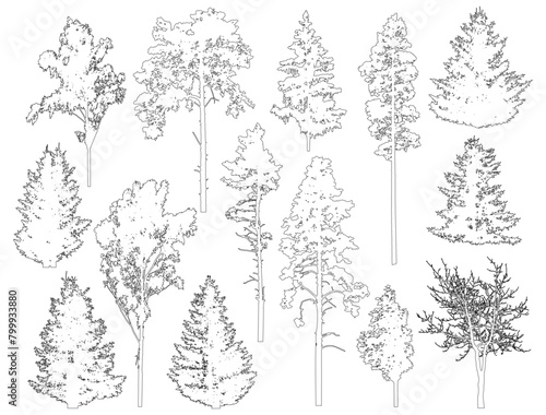 Set of coniferous and deciduous trees for architecture and landscape design, line drawing, contour. Vector illustration
