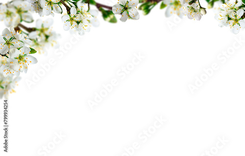 Frame   border of white wild cherry flowers  selective blur effect on a neutral isolated background. Spring concept. Congratulations on birthdays  weddings  mother s day. PNG